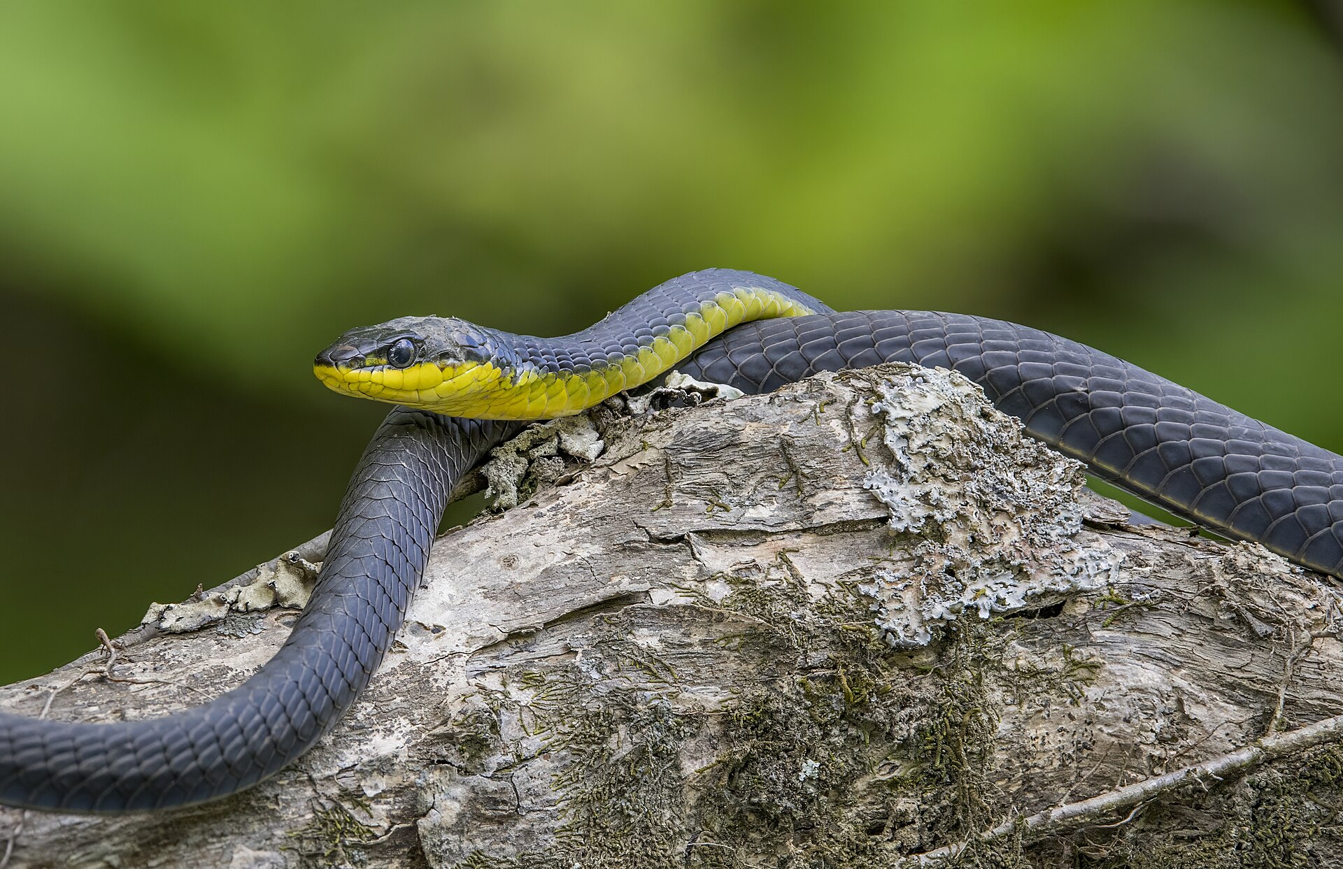 Common tree snake identification reference