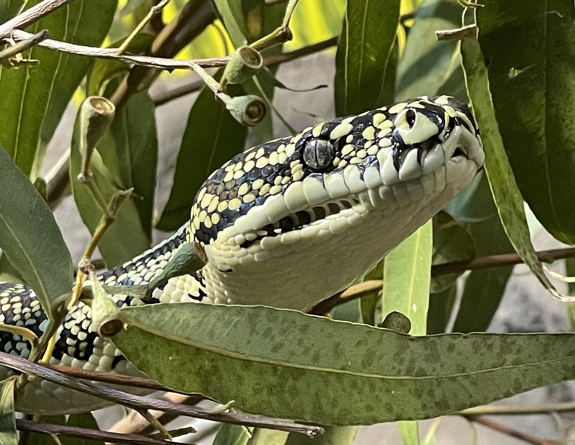 Diamond python identification reference