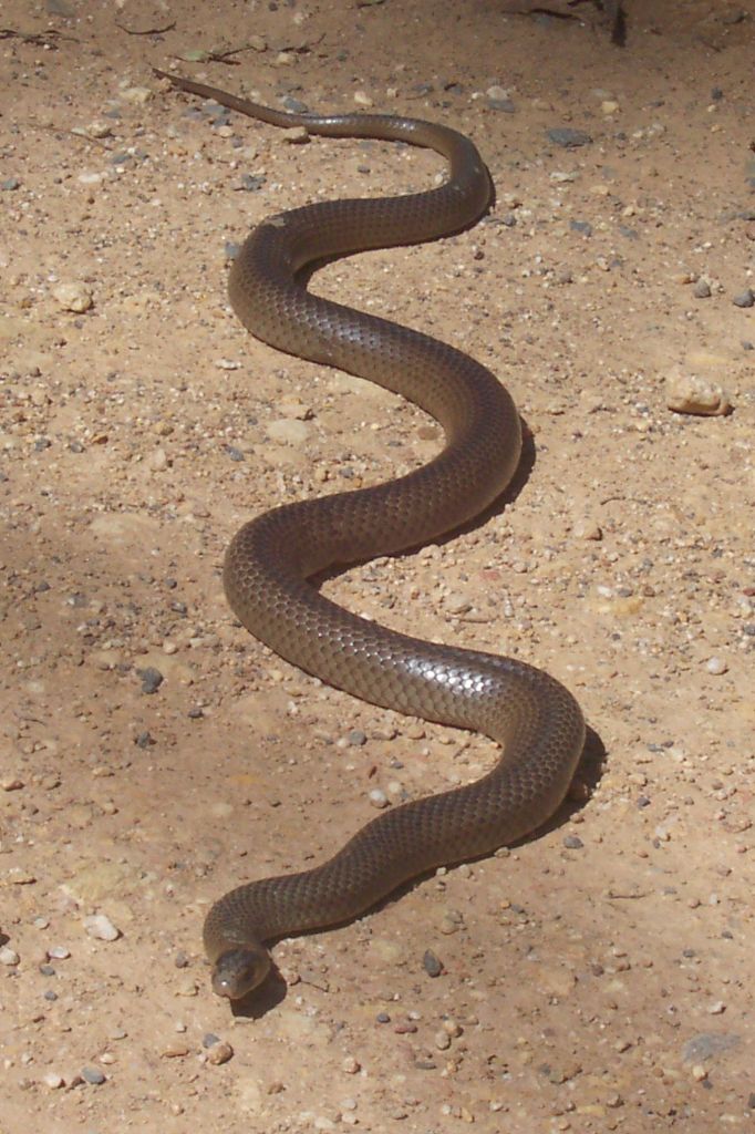 Eastern brown snake identification reference