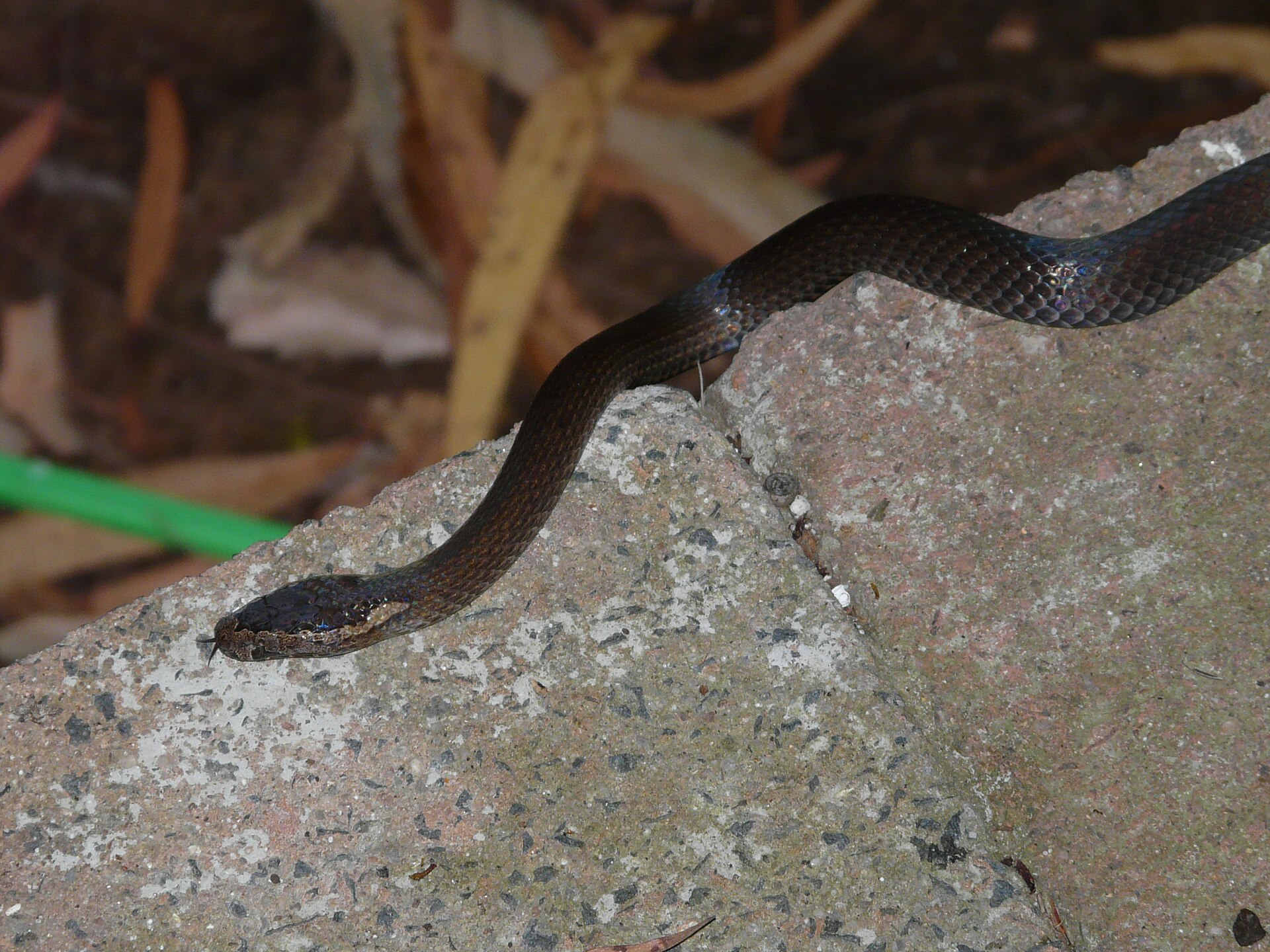 Golden-crowned snake identification reference