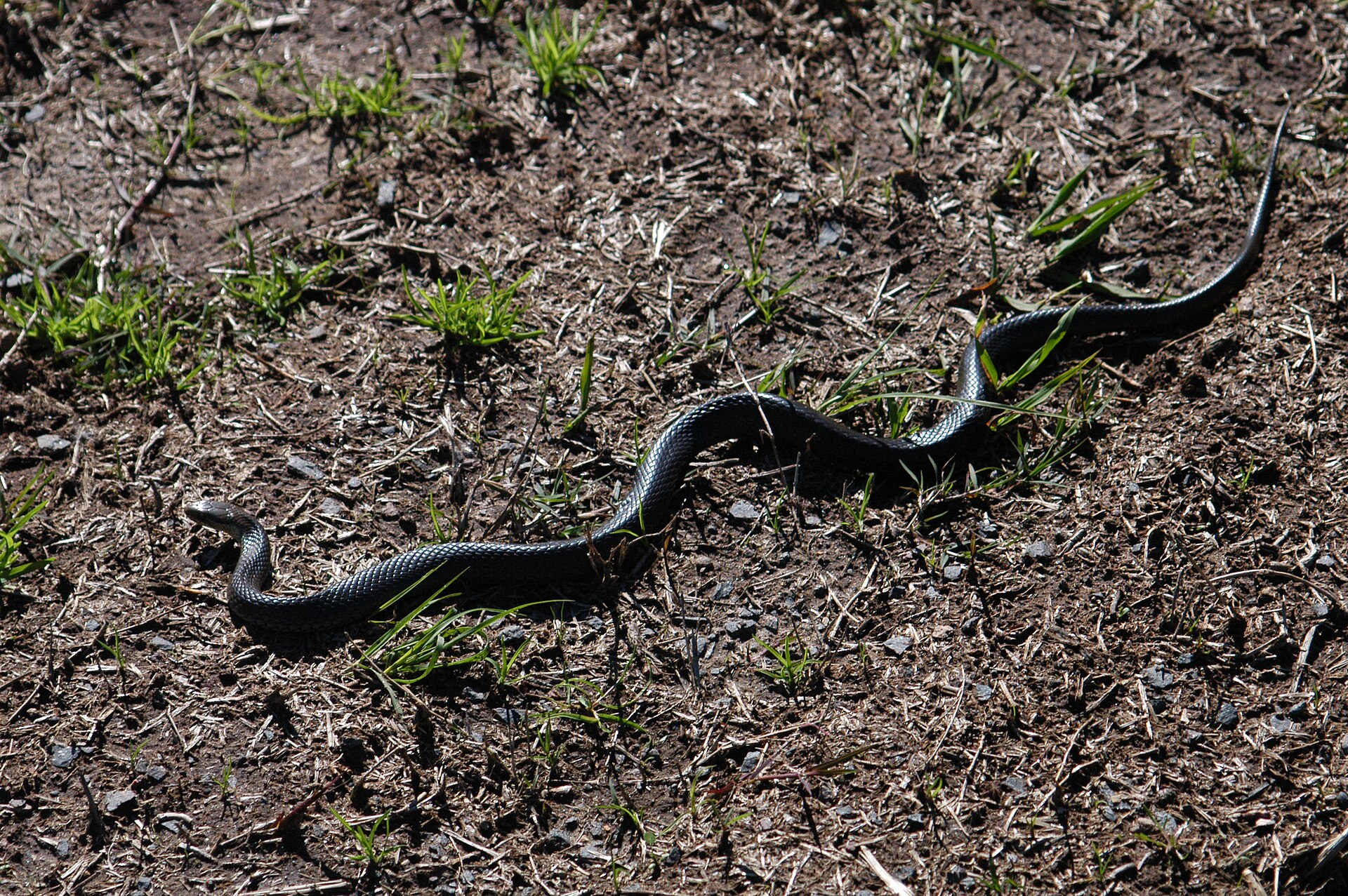 Marsh snake identification reference