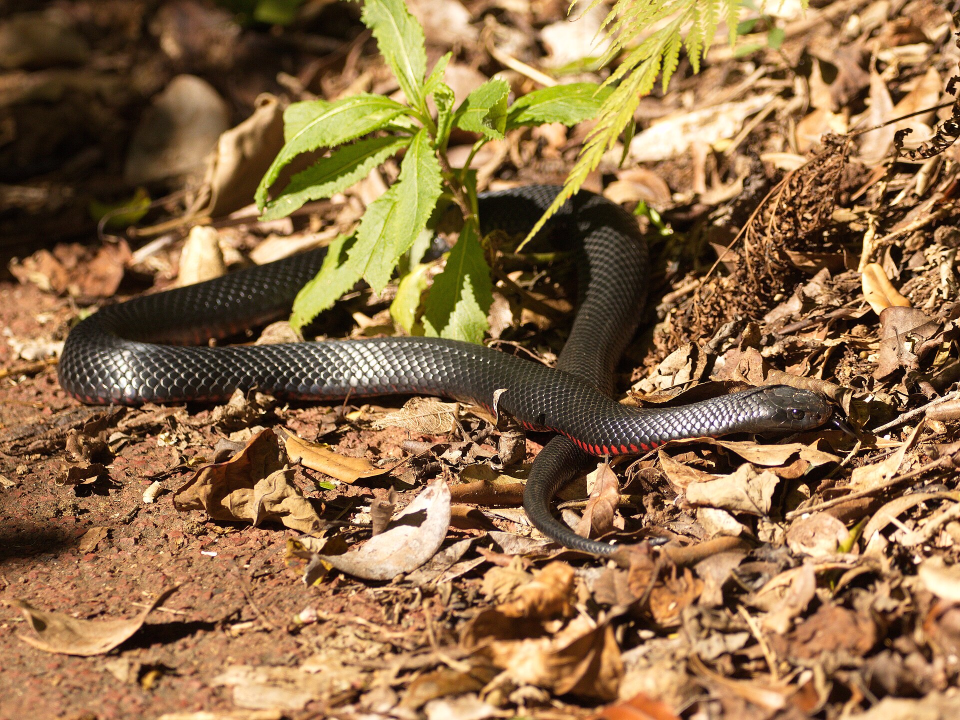 Red-bellied black snake identification reference