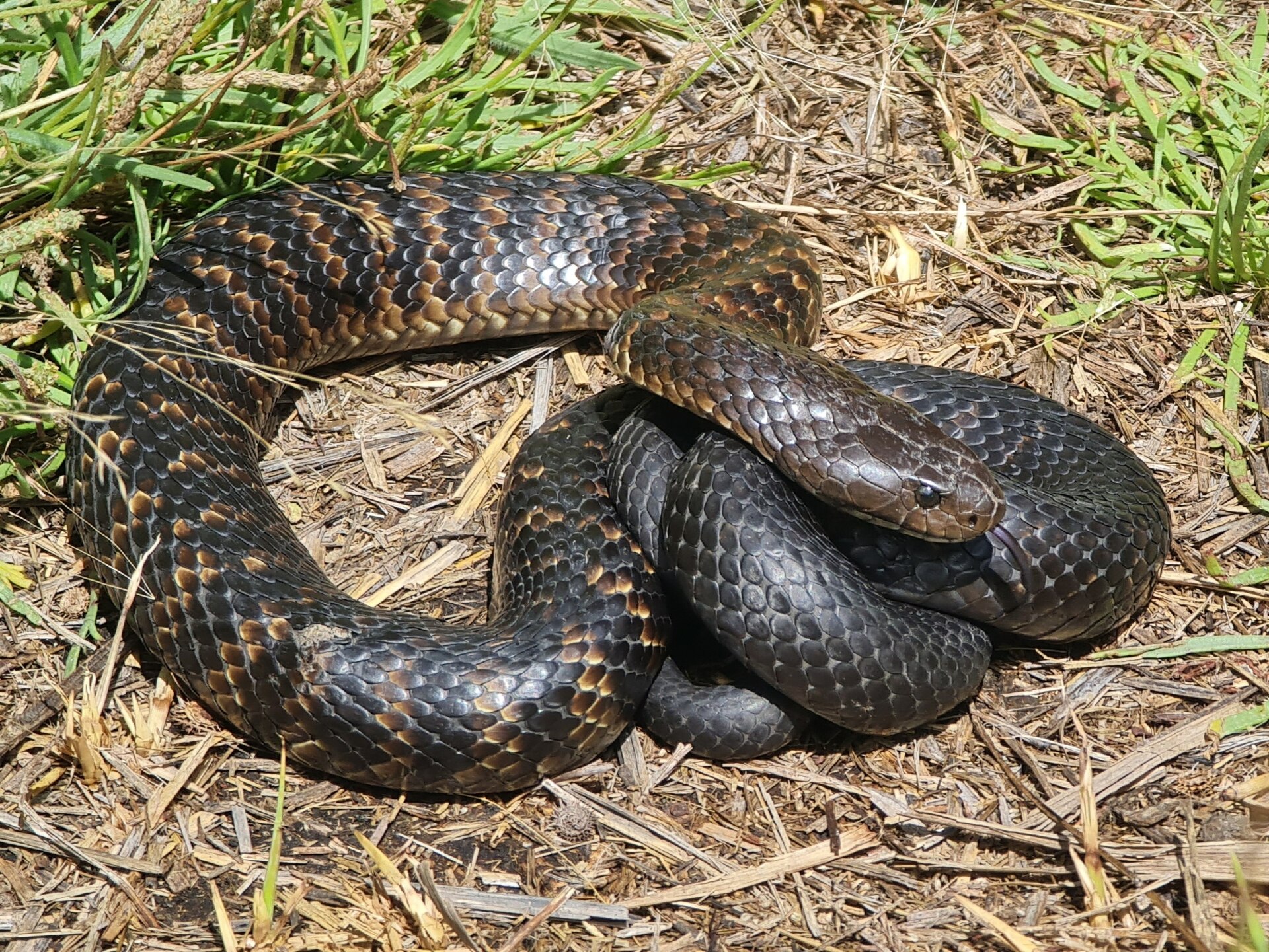 Tiger snake identification reference